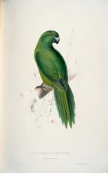 Cyanoramphus unicolor